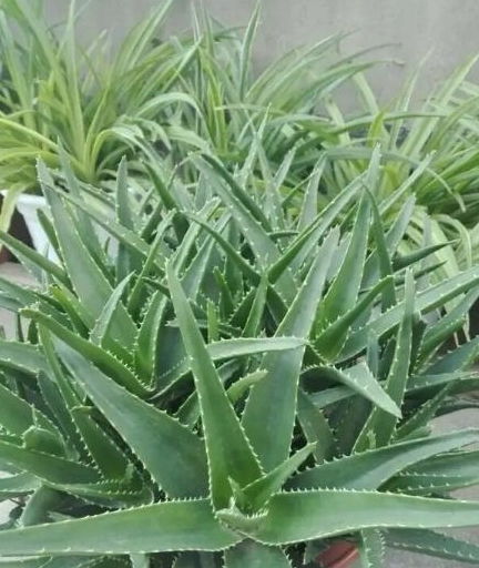 库拉索芦荟如何快速发小芽？秘诀是什么