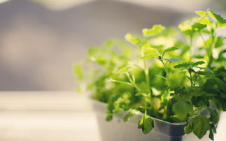 蓝银草是什么植物？看完这篇文章你就懂了