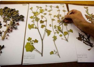 植物标本怎么做？DIY超美干花标本