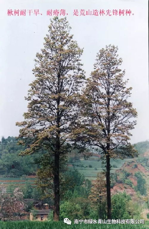 国家储备林项目推动中小规格乔木需求增加