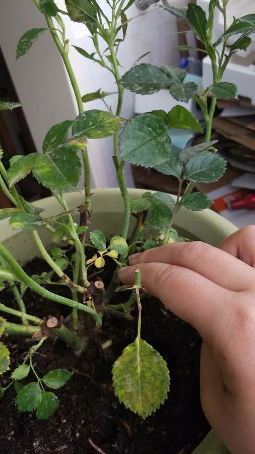 炎热的天气， 浇水是个大问题