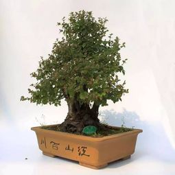 修剪技巧，你学会了吗