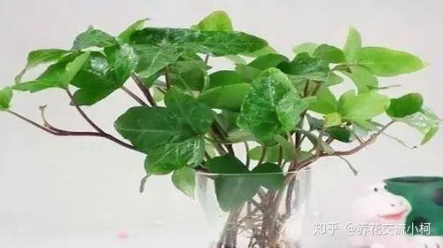 水培植物的阳光需求