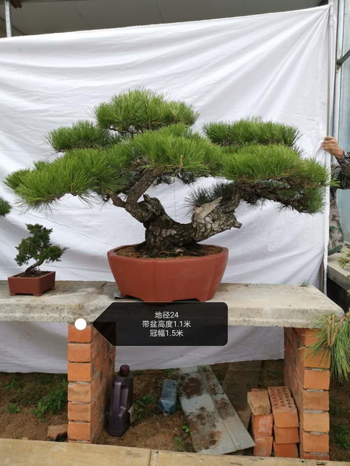 日常管理：遵循“见干见湿”的浇水原则