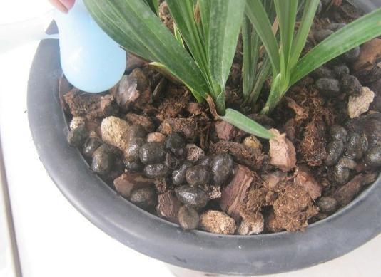 赣县茶油基地：高效茶叶种植，选择哪种肥料效果最佳？