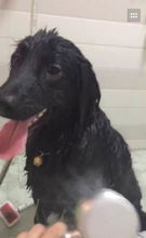 宠物中毒事件引关注， 铃状花平安品种揭秘