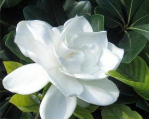 栀子花：香型爆款花卉，属常绿灌木。