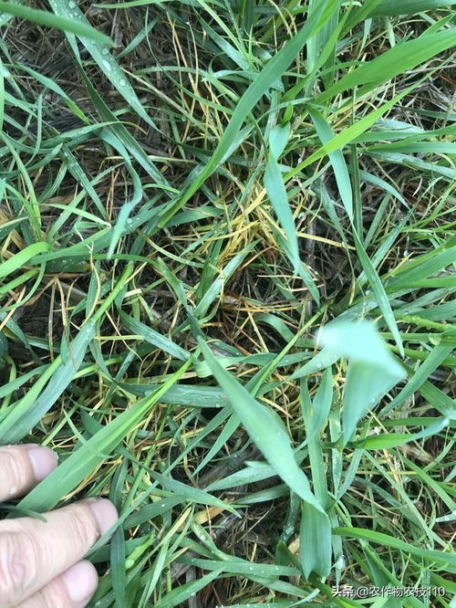 乙草胺复配药剂的用户关心问题