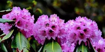 杜鹃花开尽，为何叶落先