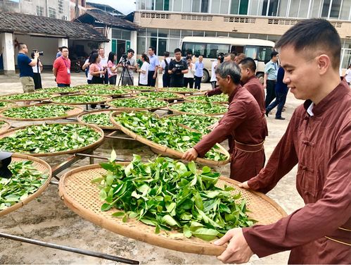 漳平水仙茶价格一览：一斤多少钱？市场行情速览！