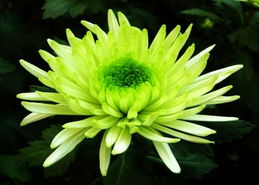 菊花：秋天的使者，美丽动人