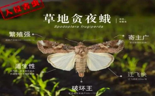 草地贪夜蛾， 这个名字听起来就让人害怕