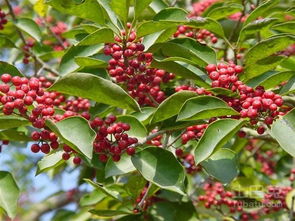 冬青叶的价值展现