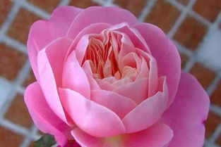 盆栽月季， 新手养花的好伙伴