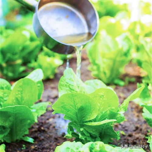 em菌加红糖：神奇的混合物