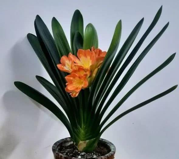 君子兰烂根：探究土壤、 浇水和病虫害的奥秘