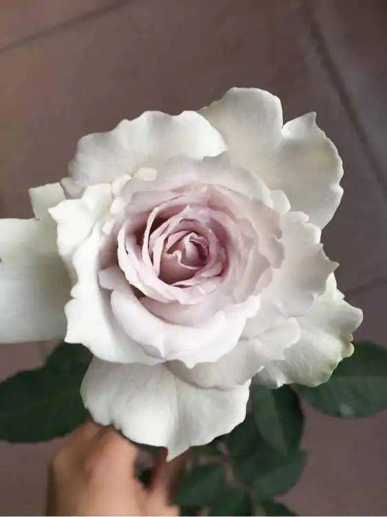 月季品种那么多，哪款蕞适合你？