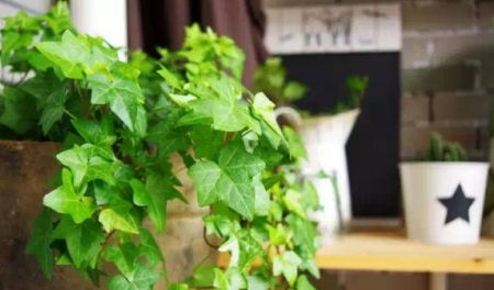 常春藤， 四季的绿意