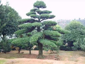 长沙欣晨花卉苗木专业合作社