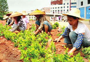 一、绿化带种植的花费