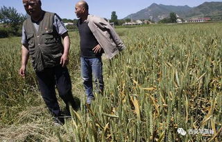 保定小李的小麦种植教训