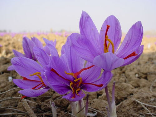 世界上最小的花是什么花？无根萍