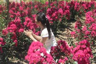 红紫薇：热烈奔放， 节日气氛浓厚