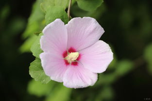 木槿花的多样品种