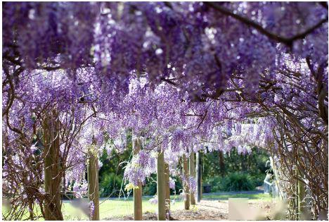 紫藤如何缠绕支架？