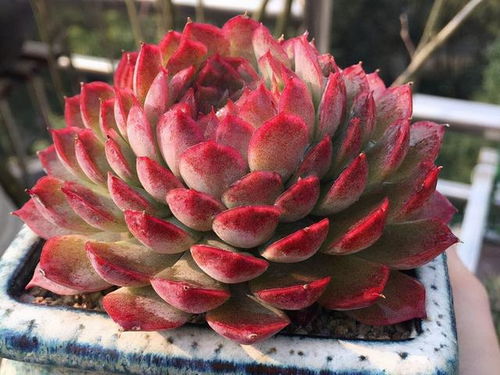 适合包邮区的花卉品种推荐