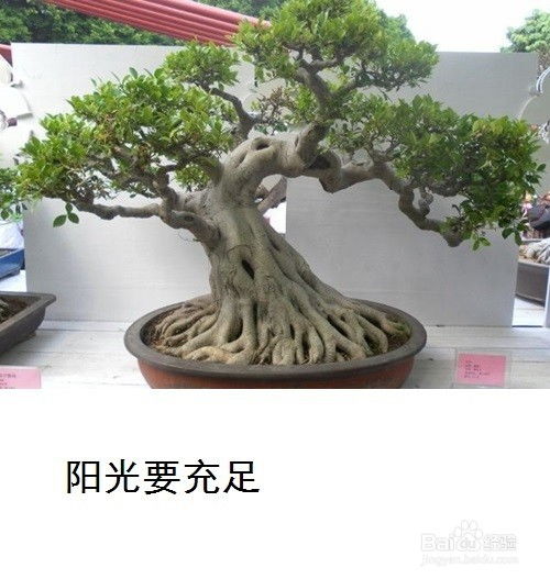 榕树盆景掉叶子怎么办？如何挽救