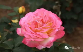 盆和土：月季生长的根基