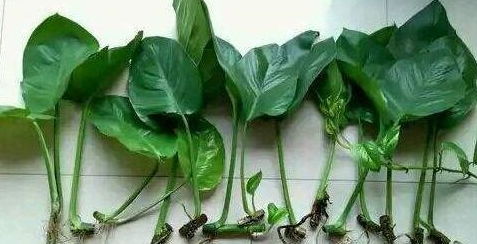 南京八月高温，植物生存大考验