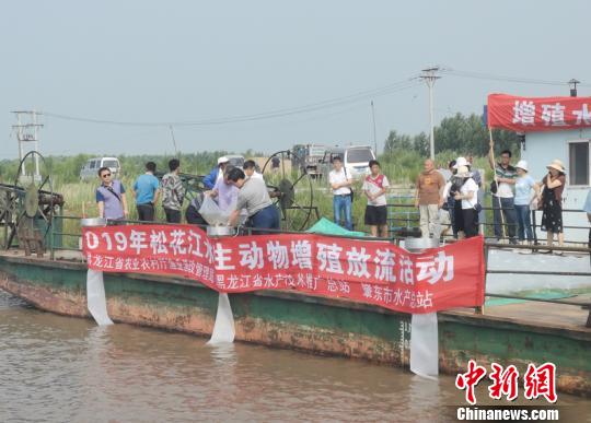 30万尾鳜鱼放流江苏洪泽湖，关注生态修复与渔业可持续发展