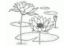 简笔画荷花教程