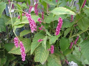 红花生长期：影响因素大解析