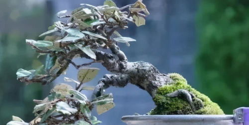 罗汉松种子种植，从选种到成树