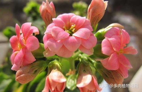 长寿花开花后如何养护？如何让花朵更鲜艳持久