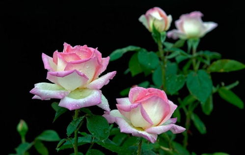 花色对比：橙色与杏黄色的对决