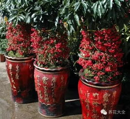 富贵子：观叶、观花、观果三合一