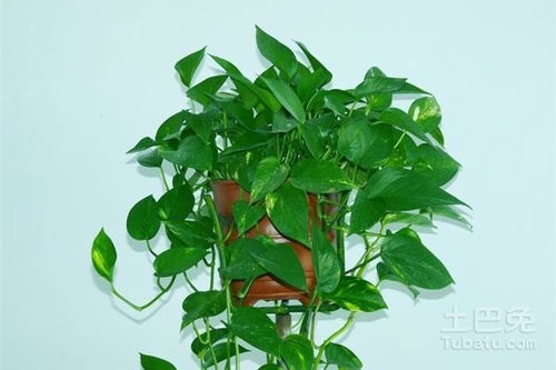 绿萝的水质学问
