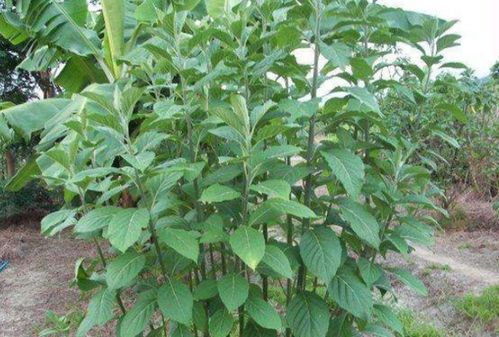 扁桃斑鸠菊功效作用如何？南非叶图片展示下