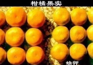 桃树缺钾导致叶片边缘焦枯，果实品质下降