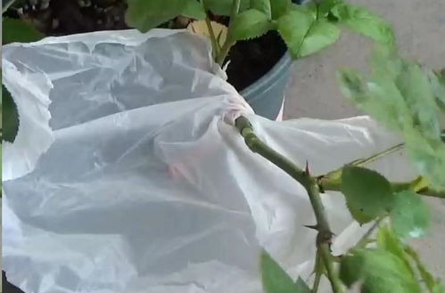 组织培养：高科技的月季繁殖手段