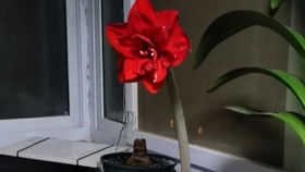 揭秘朱顶红种植技巧：大盆还是小盆