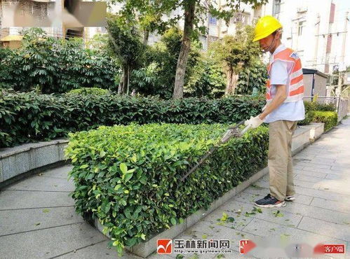 揭秘净化空气的绿色守护者：哪些花草树木能改善环境质量？