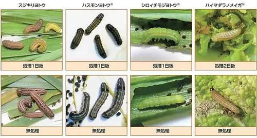 效果相似，用量有差