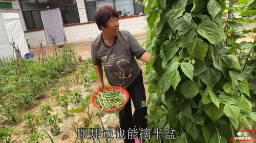 农家小院种什么菜好？农村自家院子内适合种植哪些蔬菜