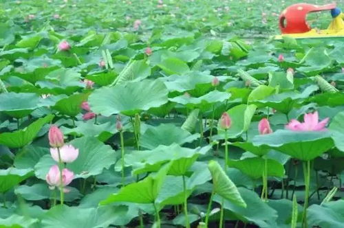 七月里 荷花开不败