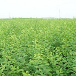 昌达苗木基地：山东泰安的绿意盎然